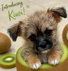 Kiwi