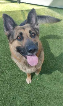 Ramone D - German Shepherd Dog