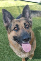 RAMONE D5224 - German Shepherd Dog available for adoption