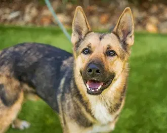 Sammy - German Shepherd Dog