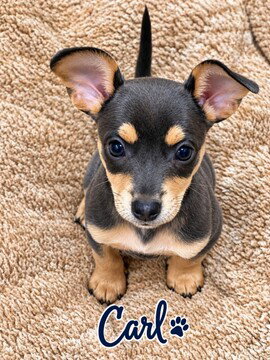 Carl, a dog for adoption from Furry Friends Rescue
