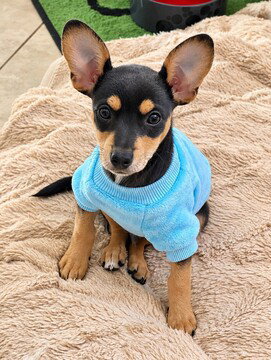 Carl, Chihuahua / Mixed
