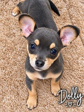 Dolly, Chihuahua
