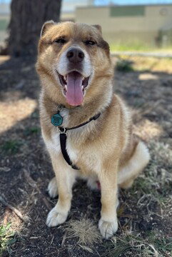 picture of the dog needing adoption