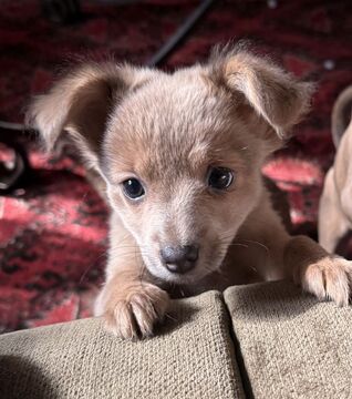 Janet (Marie), Chihuahua / Mixed