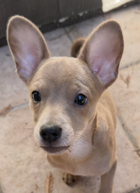 Krissy (Crouton), photo 2