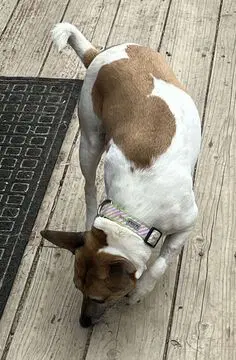 Luna Guardian Assist - Rat Terrier