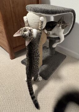 Pancake (Guardian Assist), Domestic Short Hair
