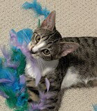 Pancake (Guardian Assist), photo 2