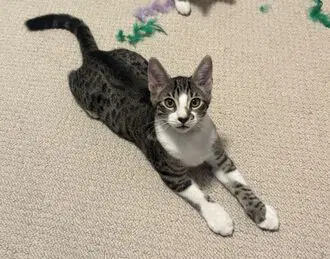 Skillet Guardian Assist - Domestic Short Hair