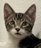 Waffles Guardian Assist image 2
