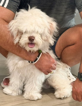 Woody, Maltese