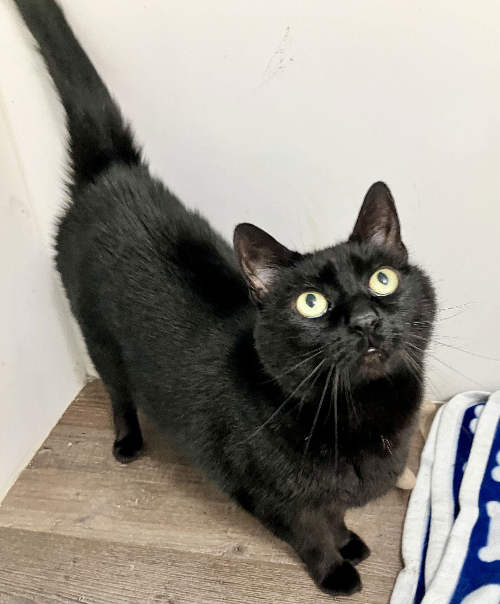 adoptable Cat in Pittsburgh, PA named Alfredo