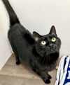 adoptable Cat in pittsburgh, PA named Alfredo