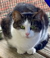 adoptable Cat in Pittsburgh, PA named Pepper