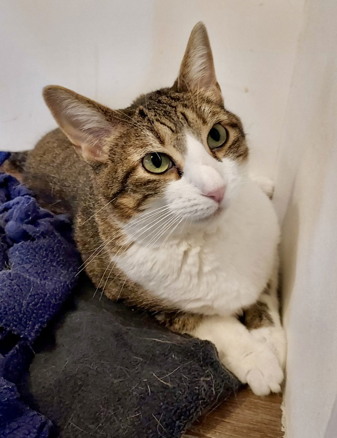 adoptable Cat in Pittsburgh, PA named Peppermint Patty