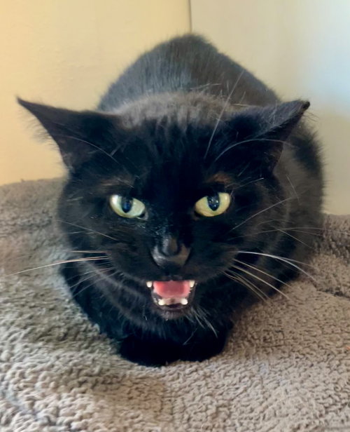 picture of the cat needing adoption