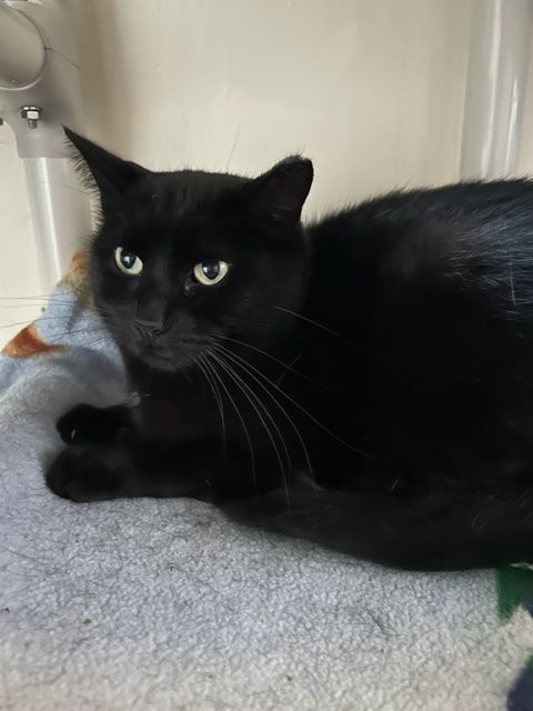 adoptable Cat in Pittsburgh, PA named Layla