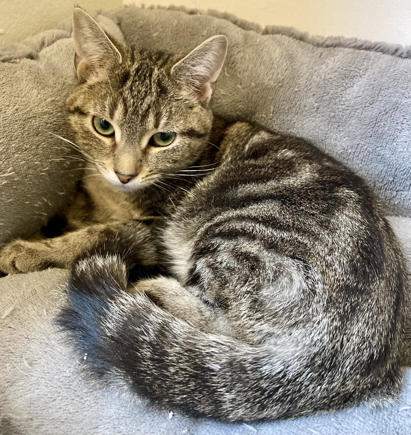 Cat adoption in Pittsburgh, PA 15220 Domestic Short Hair (short coat