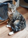 adoptable Cat in pittsburgh, PA named Bella