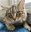 adoptable Cat in pittsburgh, PA named Judge