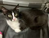 adoptable Cat in , PA named Ivy