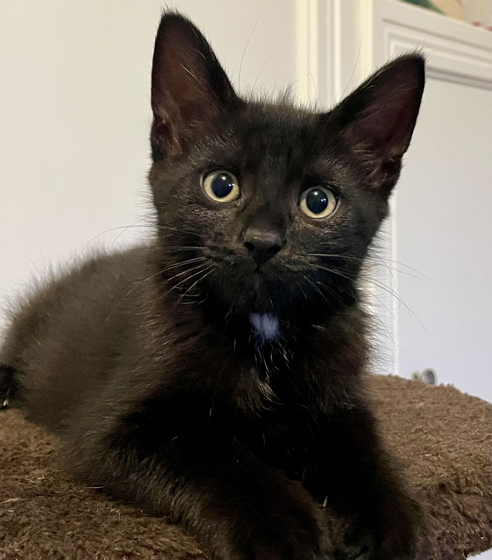 adoptable Cat in Pittsburgh, PA named Jordan