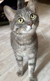 adoptable Cat in pittsburgh, PA named Edgar