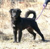 adoptable Dog in  named Boomer (courtesy post)