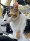 adoptable Cat in Pittsburgh, PA named Regina