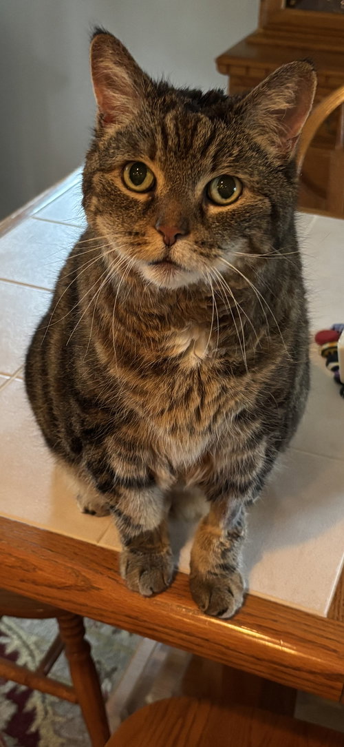 picture of the cat needing adoption