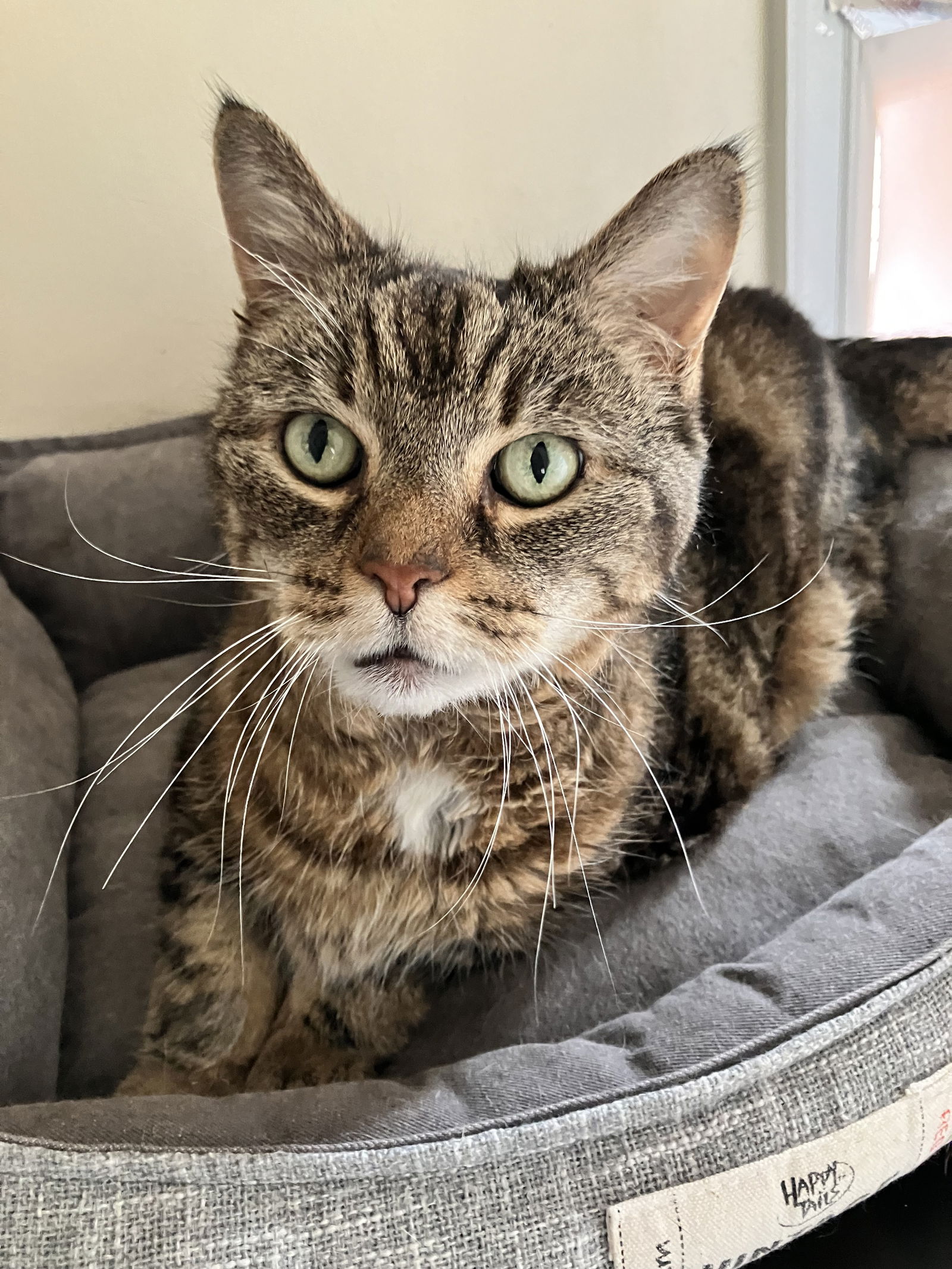 adoptable Cat in Pittsburgh, PA named Willow
