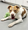 adoptable Dog in pittsburgh, PA named Gucci (courtesy post)
