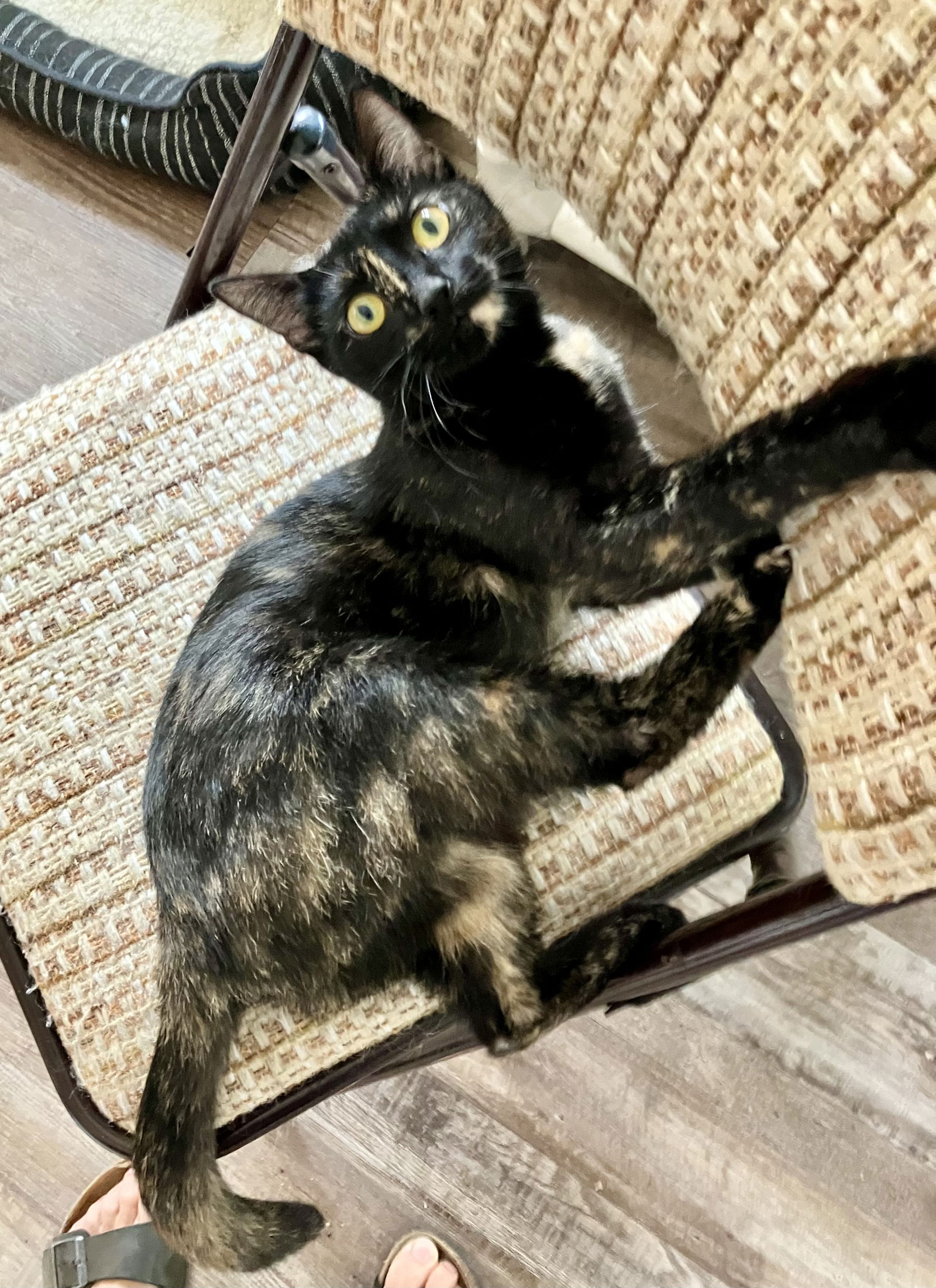 adoptable Cat in Pittsburgh, PA named Luna