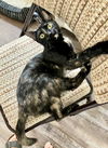 adoptable Cat in pittsburgh, PA named Luna