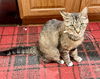 adoptable Cat in pittsburgh, PA named Hannah