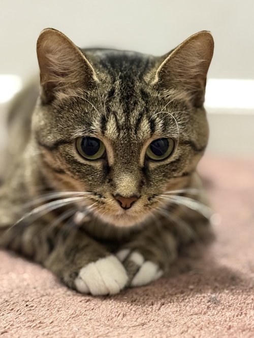 picture of the cat needing adoption