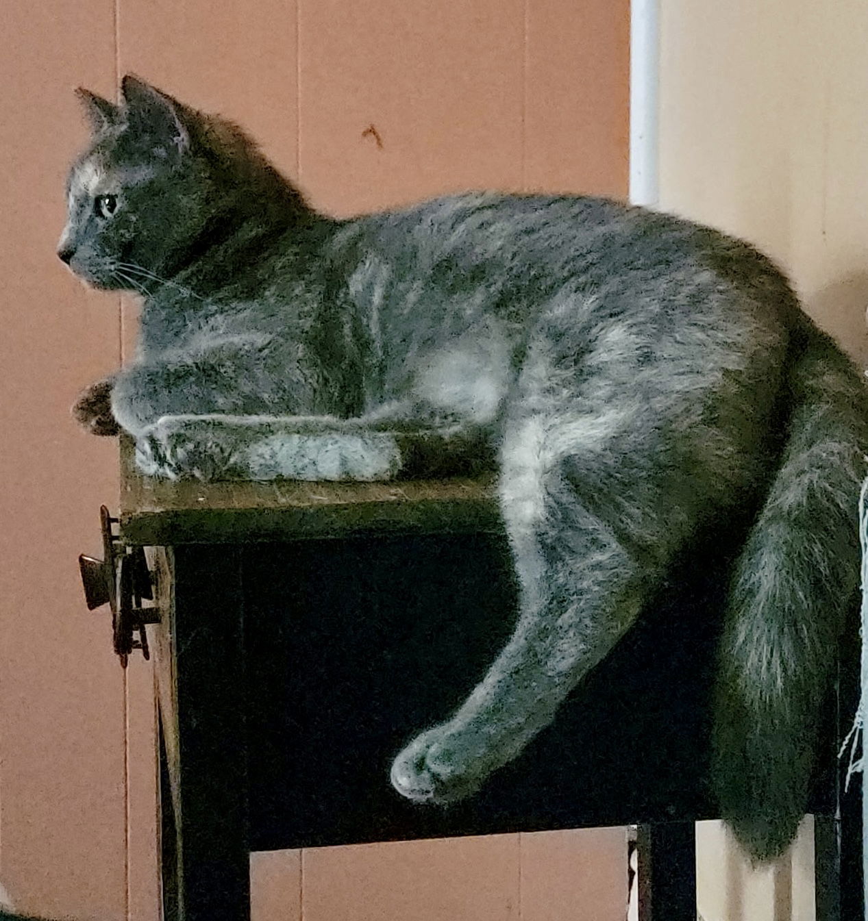 adoptable Cat in Pittsburgh, PA named Empress