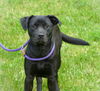 adoptable Dog in pittsburgh, PA named Kahlani (courtesy post)