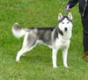 adoptable Dog in  named Echo (courtesy post)