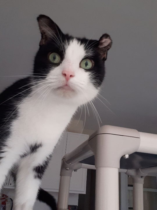 adoptable Cat in Pittsburgh, PA named Chip