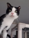 adoptable Cat in pittsburgh, PA named Chip