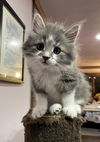 adoptable Cat in pittsburgh, PA named Lori