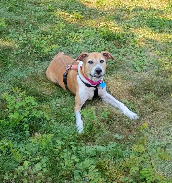 Daisy