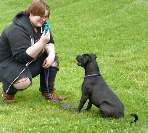 picture of the dog needing adoption