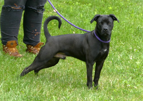 THOR (COURTESY POST) - American Staffordshire Terrier available for adoption