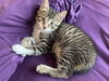 adoptable Cat in pittsburgh, PA named Eve