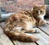 adoptable Cat in  named Max