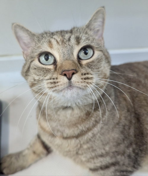 picture of the cat needing adoption