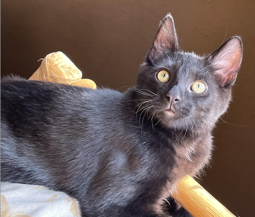 picture of the cat needing adoption